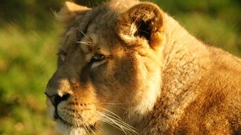 Lioness Feline