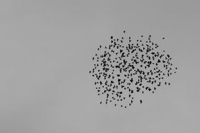 a large flock of birds flying in the sky