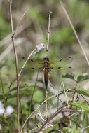 dragonfly on a dry stalk of a plant