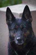 black german shepherd head