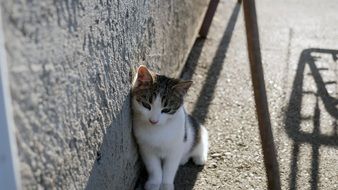 cat sits near the wall of the house