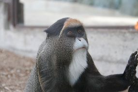 Cute colorful monkey in the zoo