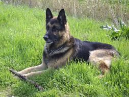 German Shepherd, Dog lying on grass