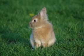 cute beige rabbit on the green grass