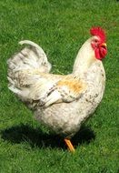 farm rooster with comb