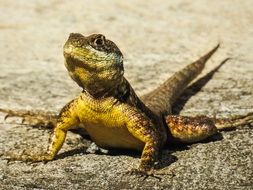 closeup picture of striking Lizard Animal