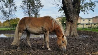 horse with shaggy mane