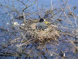 black duck in Nest on water