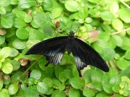 black butterfly on green leaves