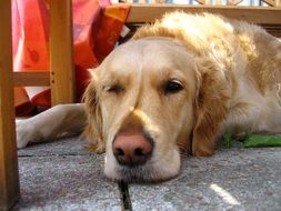 home golden retriever resting