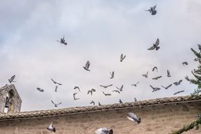 cute lovely Pigeons Fly