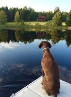 Dog German Shorthaired
