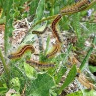 fluffy caterpillars on a green meadow plant