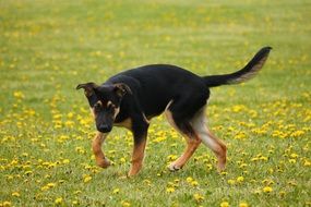 young dog running on the summer meadow