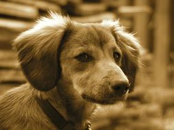 brown dog portrait