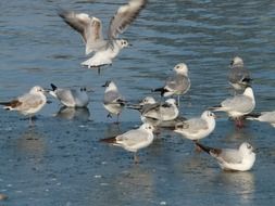 flock of seagulls on the water