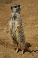 little gray cute meerkat