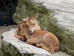 young goats on a stone