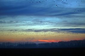 migrating geese on the evening sky
