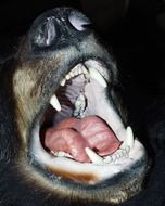 mouth of a dog with sharp fangs