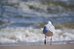 seagull walking on the beach