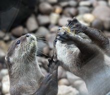 Otters Are Cute