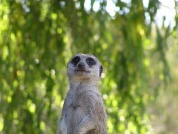 Cute little happy meerkat
