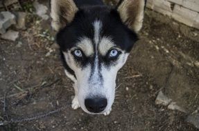 Siberian dog