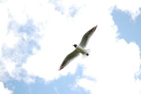 big bird in Clouds flying portrait