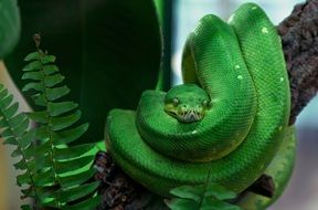 toxic green snake in terrarium