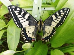 butterfly with a beautiful pattern on the wings