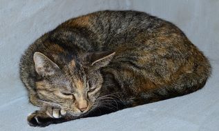 homely tabby cat sleeping