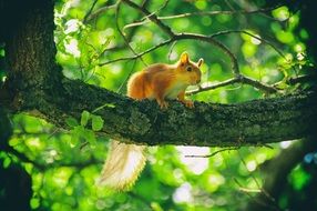 Squirrel on the branch on a blurred background