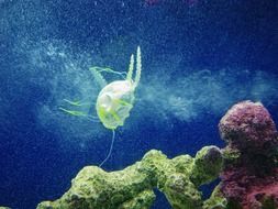 jellyfish in the water near the reef