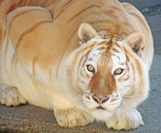 beige tiger
