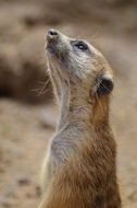 portrait of mongoose in african wildlife