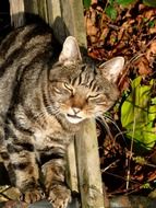 kitten in the garden near the fence