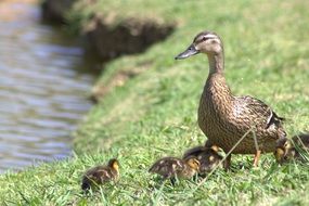 Mallard Duck with Babies on grass at water