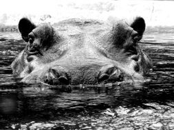 hippo in water close-up