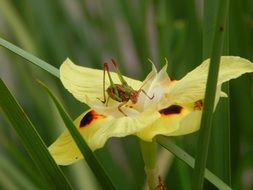cricket on the yellow flower