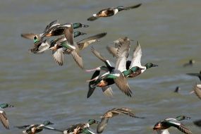 landscape of many northern ducks in flight over water