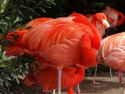 red and pink Flamingoes at wild