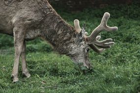 gray deer with big horns on green grass