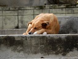portrait of stray dog sleeping on the ground