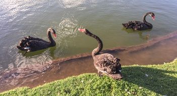 black swans in the pond with beautiful green coast