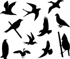 different Birds silhouette black vector outline