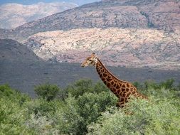 giraffe neck and head above trees at distant mountains, South Africa, Wildlife Reserve