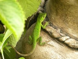 green iguana in nature