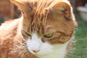 red cat on the street