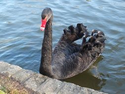black swan near the shore